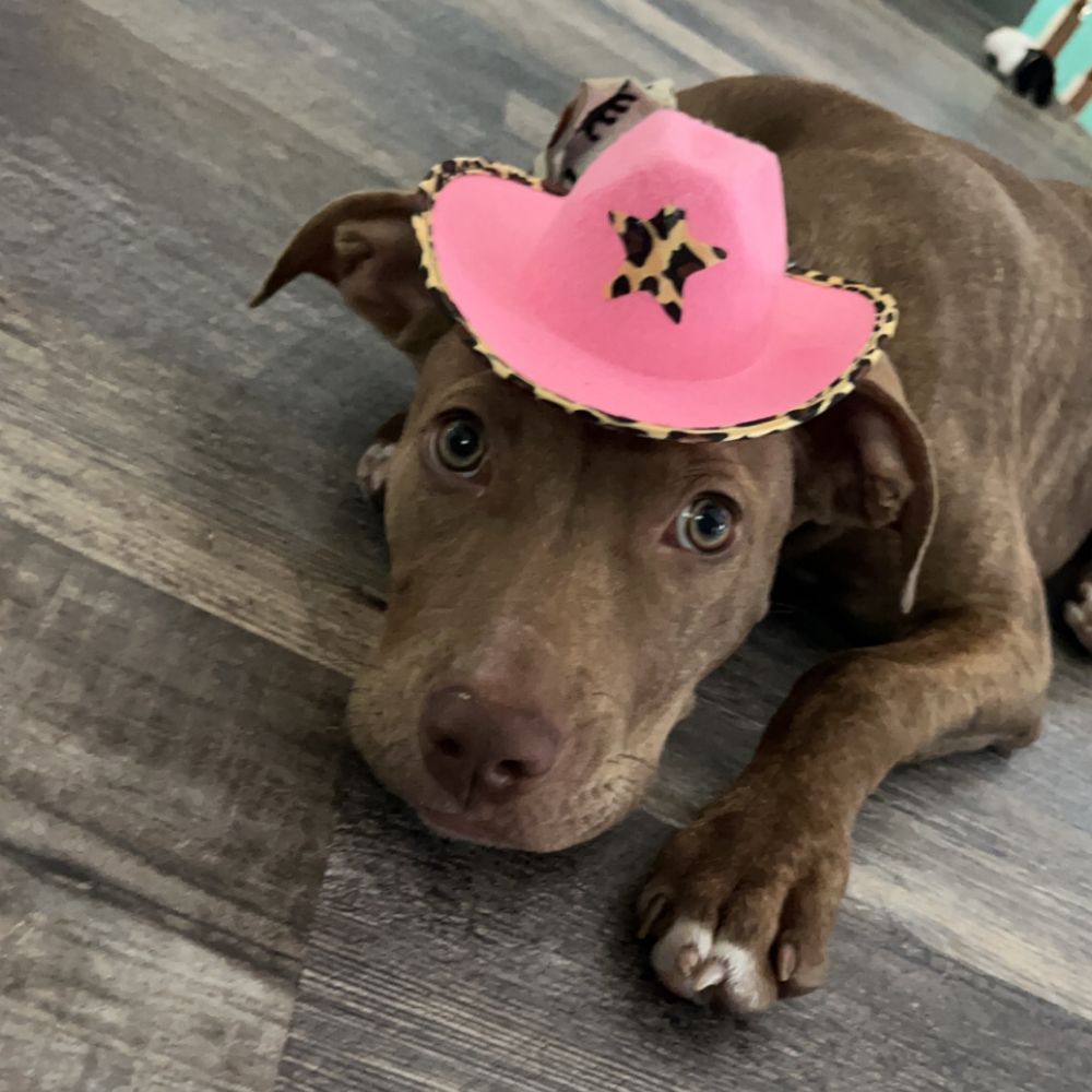 dog wearing a pink hat