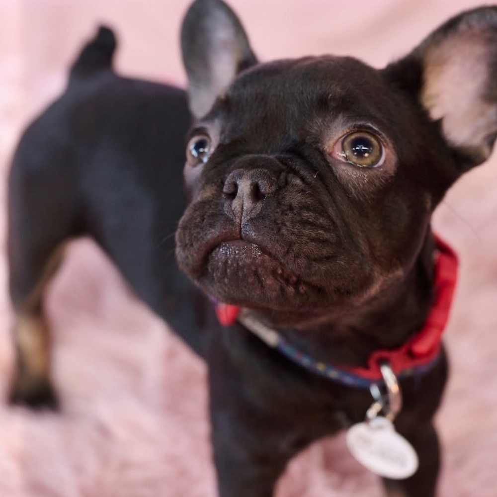 Black puppy looking cute
