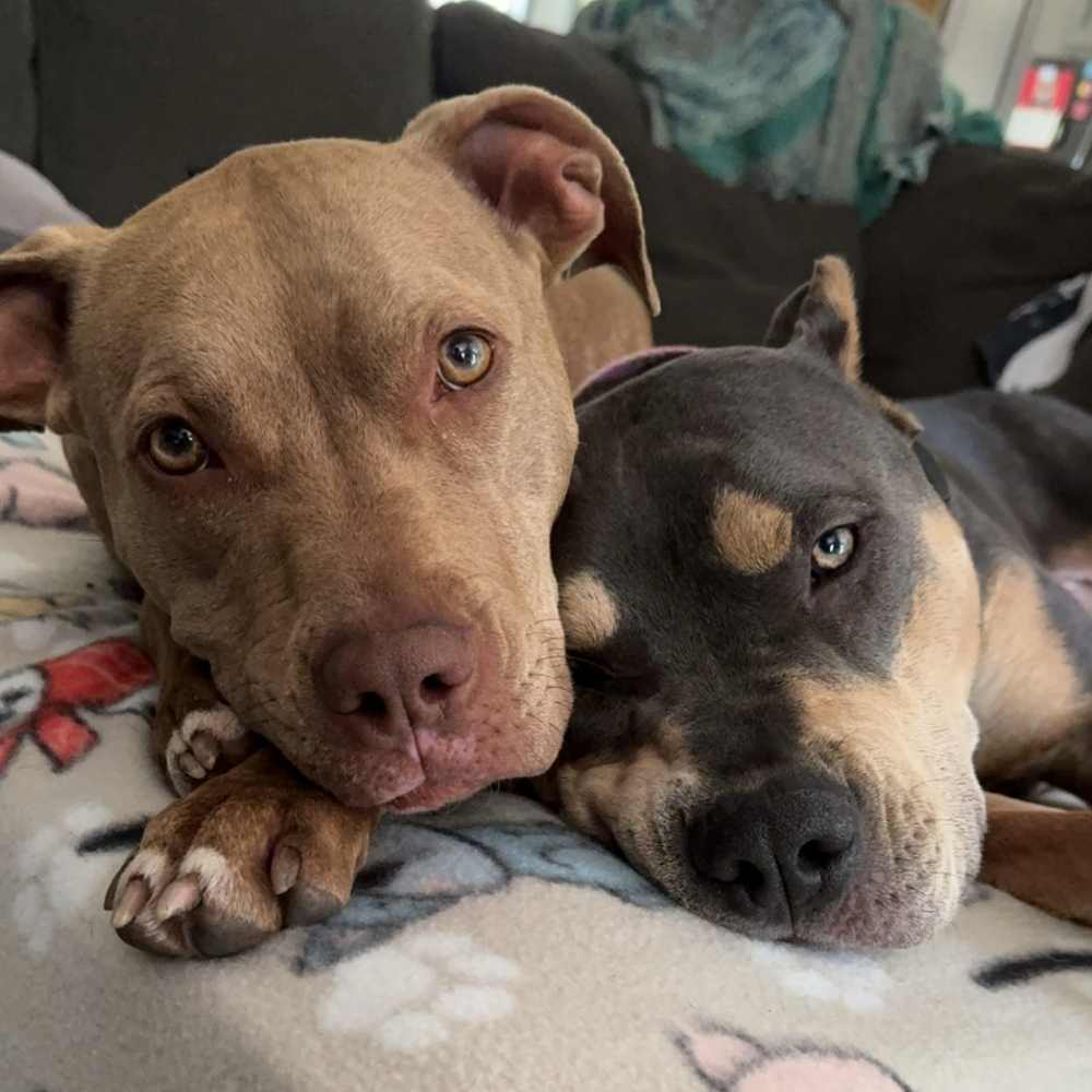 We're happy to take care of your loved pets