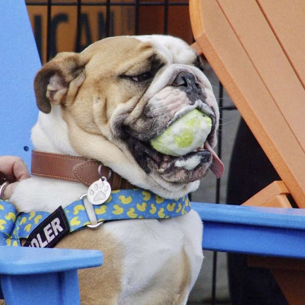 Yellow and white pitbul sitting with a ball in it's mouth
