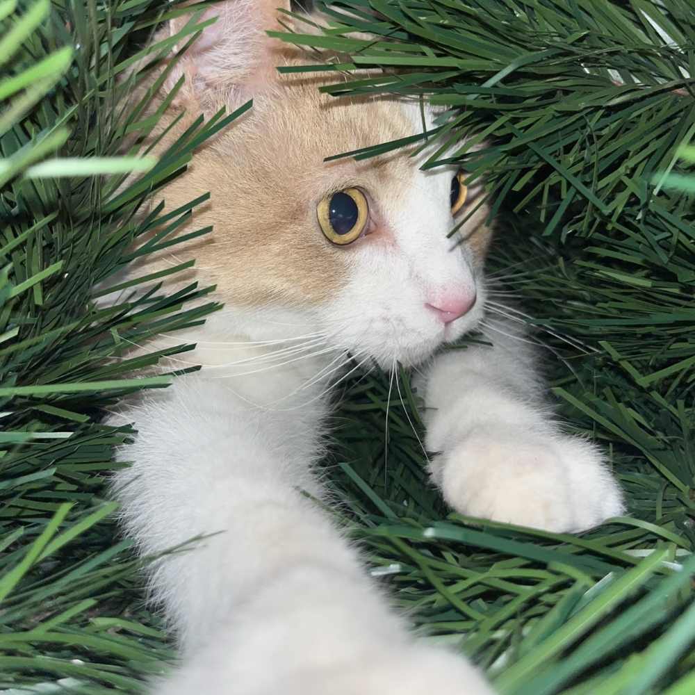 Your pet's vaccination is important