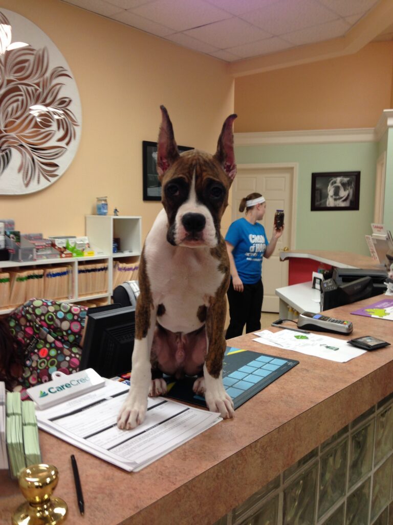 Ear Cropping gallery image