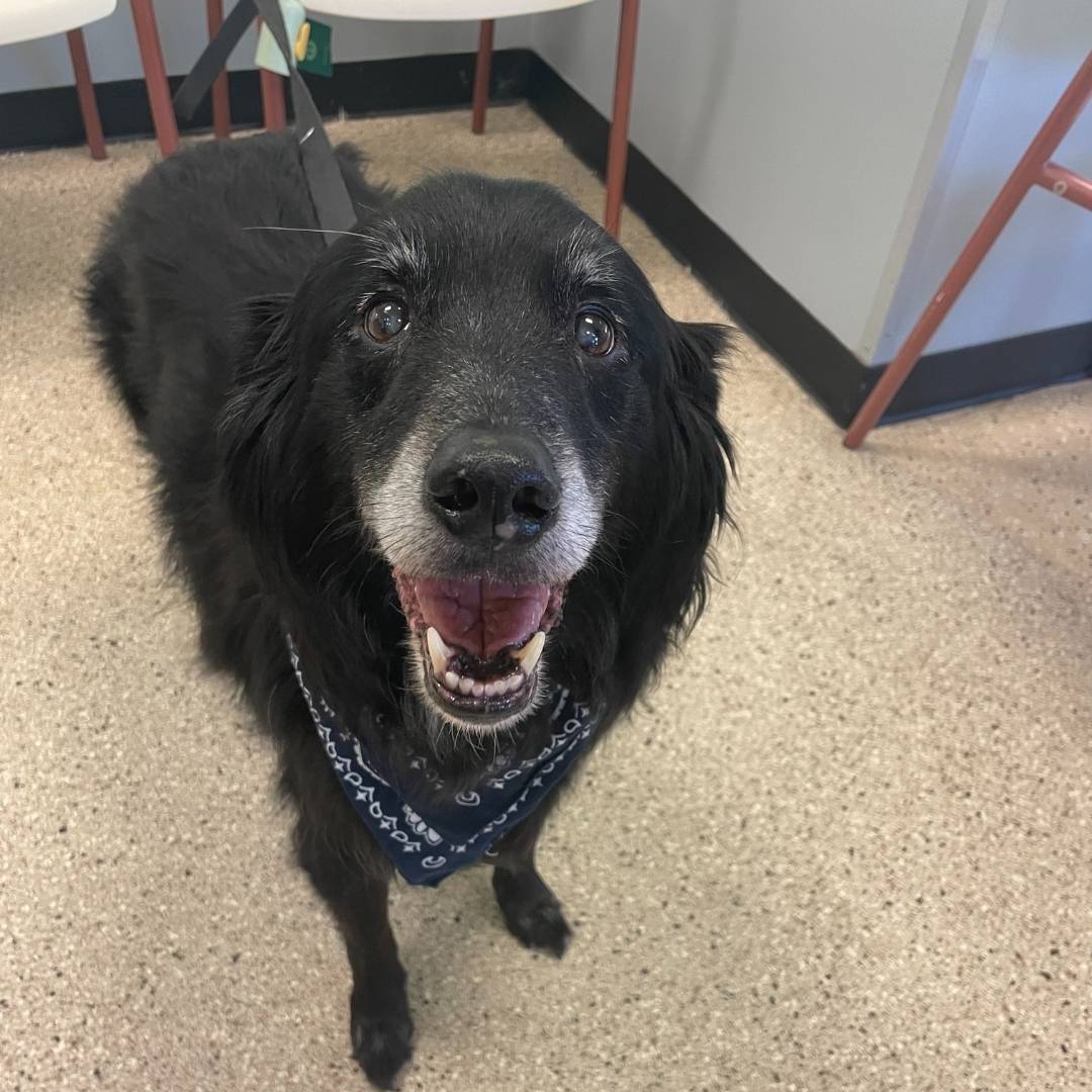 Black dog standing in the dining