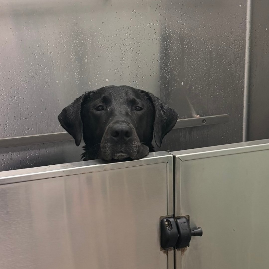 Black puppy having a bath