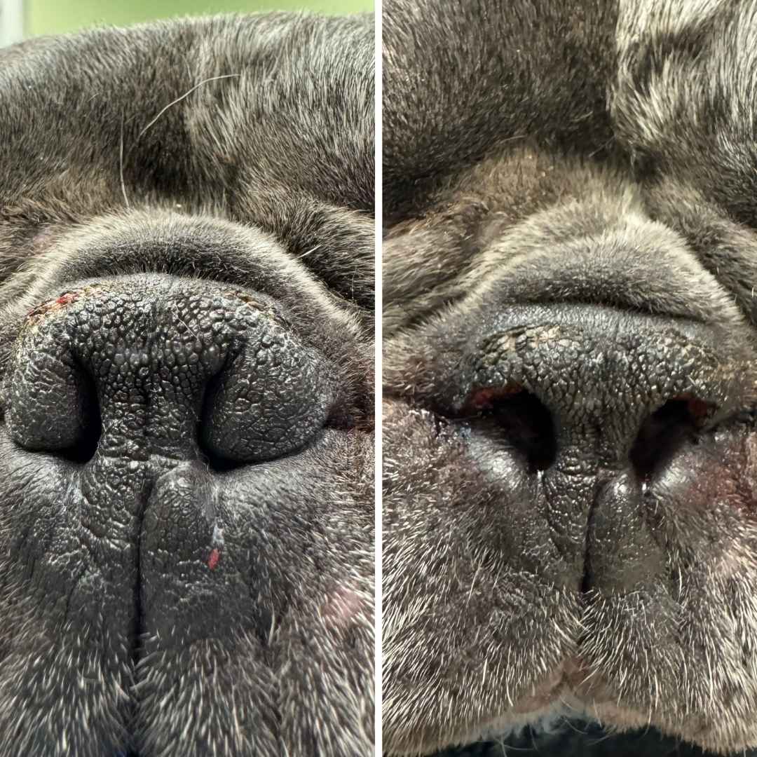 Brachycephalic Airway Surgery before after