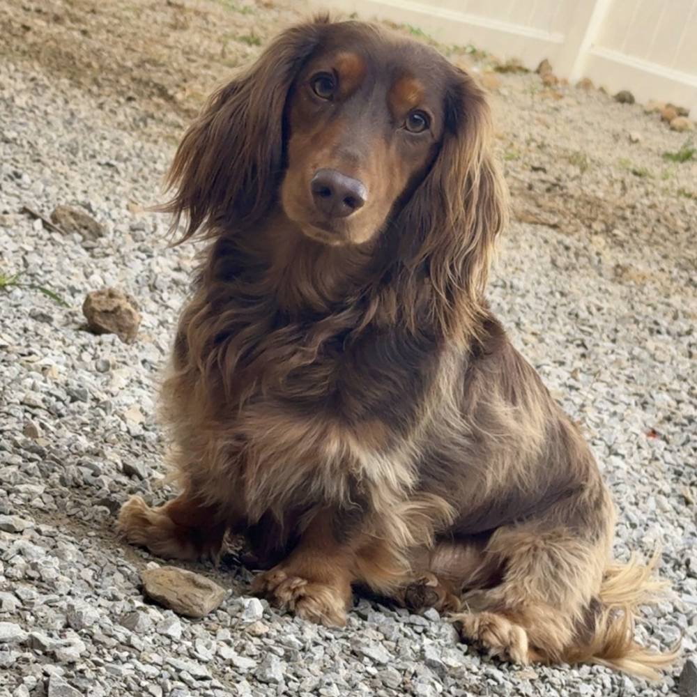 Brown Puppy sitting on the ground