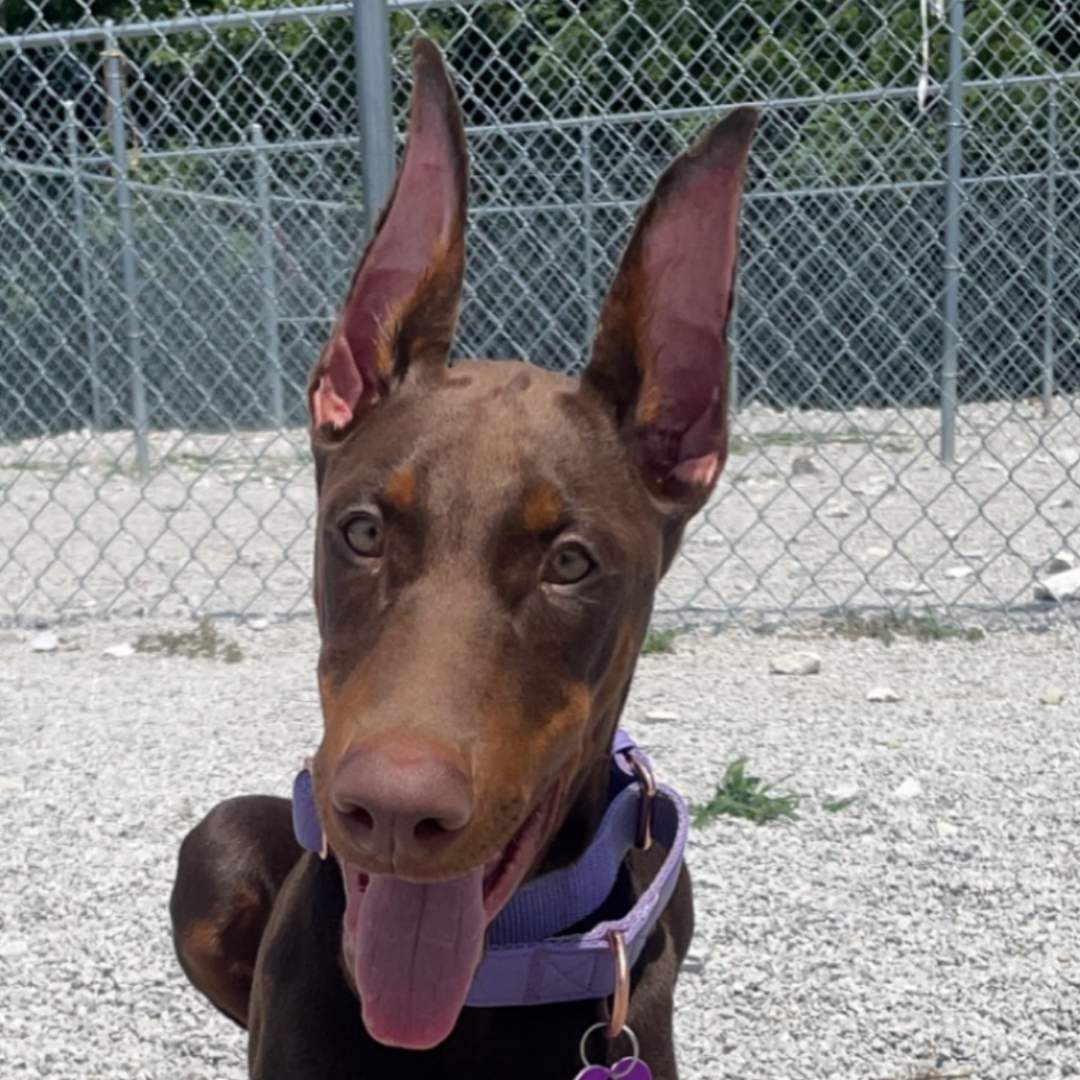 Brown puppy sitting on the play ground