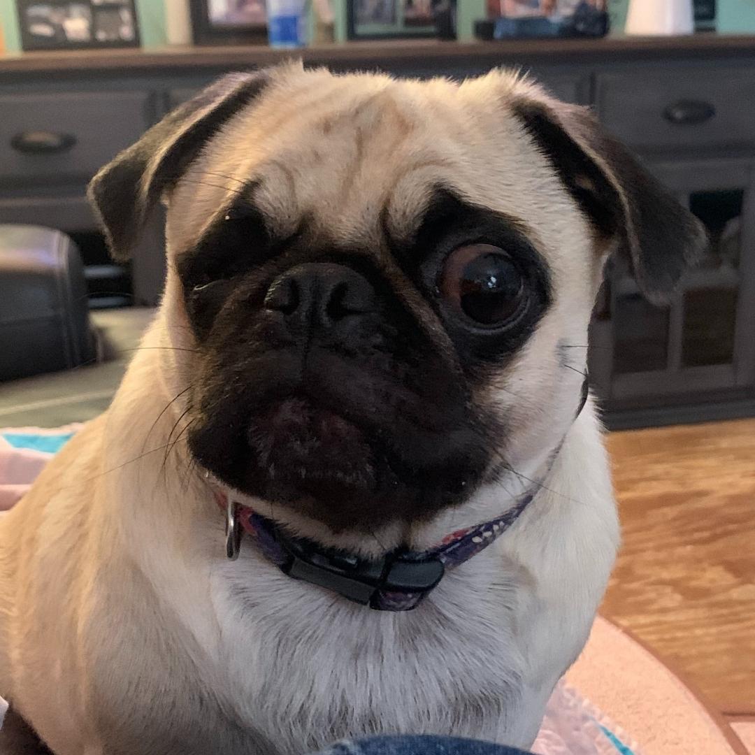 Cute pug having a Eye Enucleation