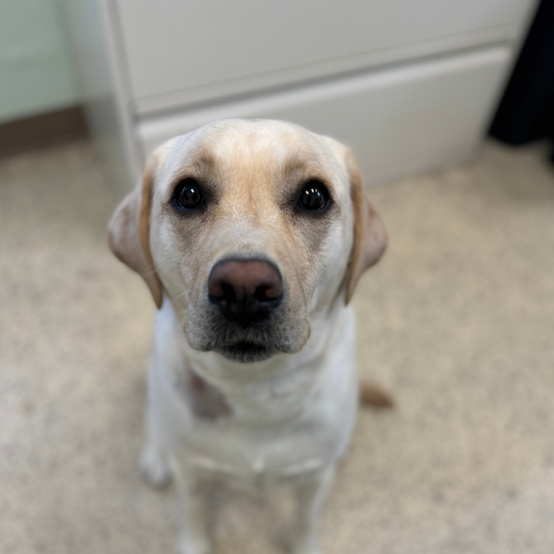 Cute puppy standing and looking at the camera