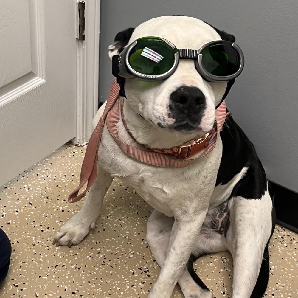 Dog wearing a sunglass