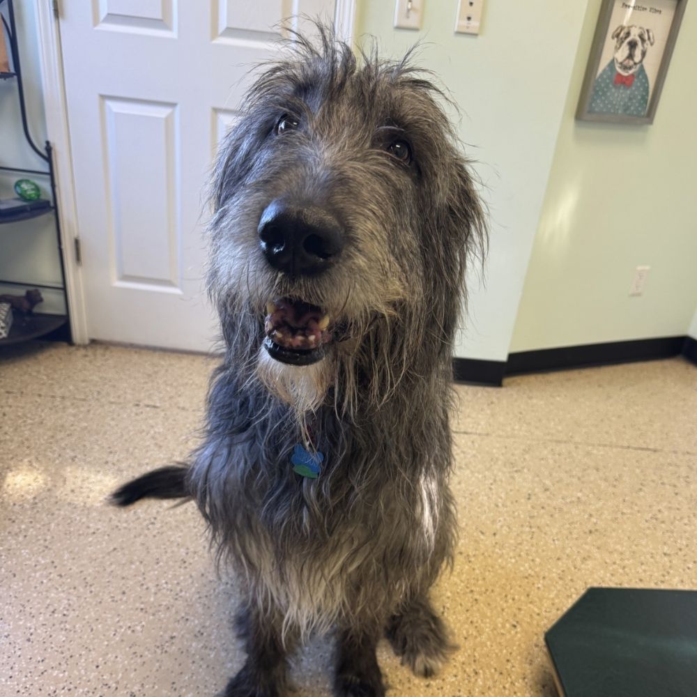 Hairy puppy sitting on the floor