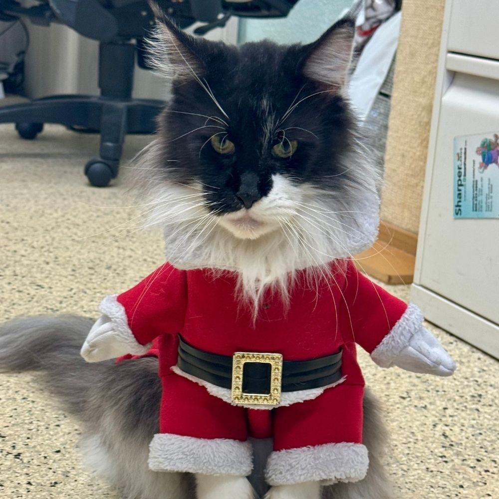 Kitten Wearing a santa clause costume
