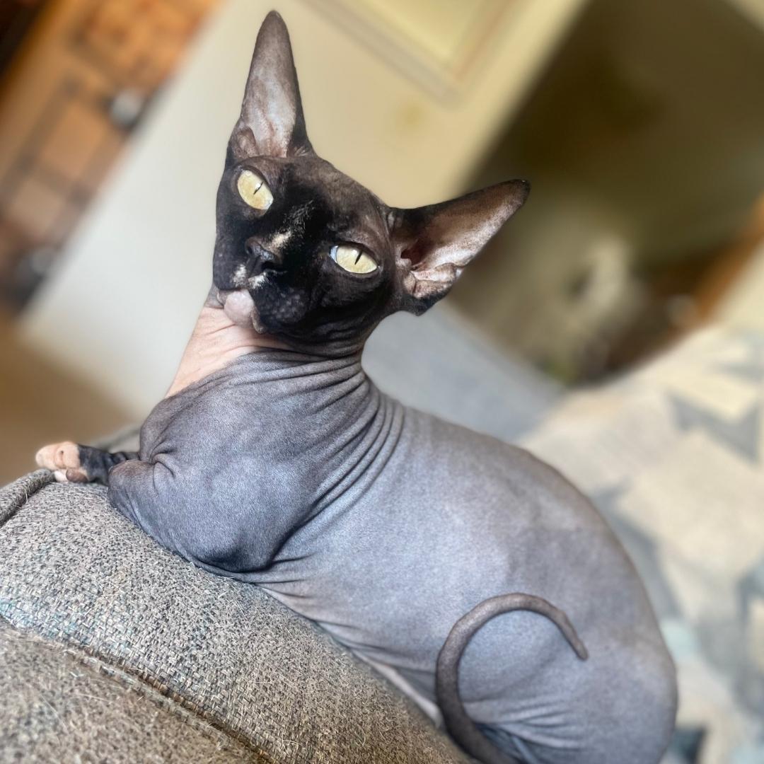Kitten sitting on sofa