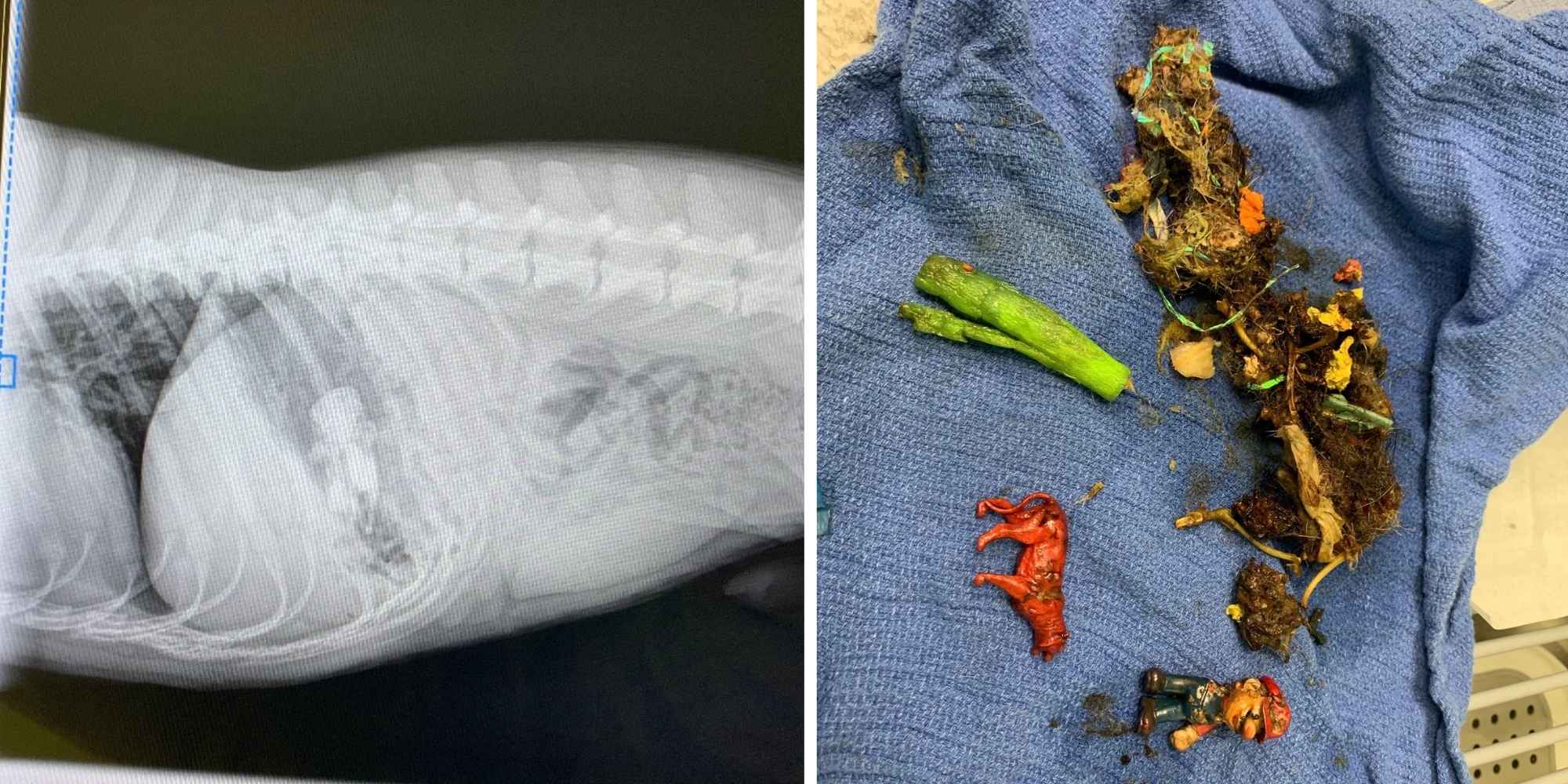 Pet X-ray before after