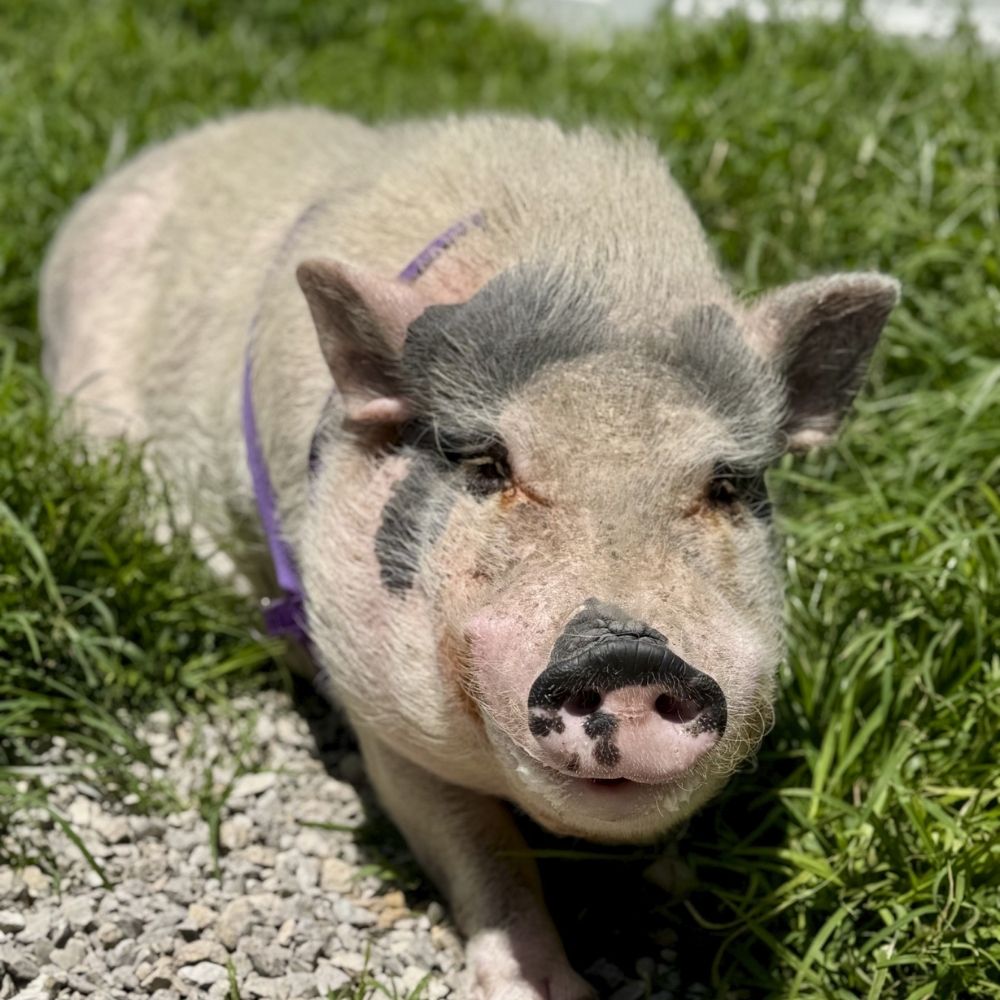 Pet pig roming around the backyard