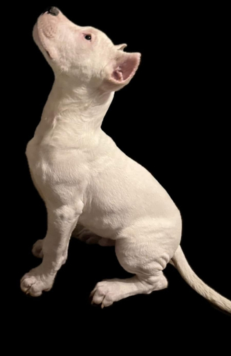 Puppy giving a side pose