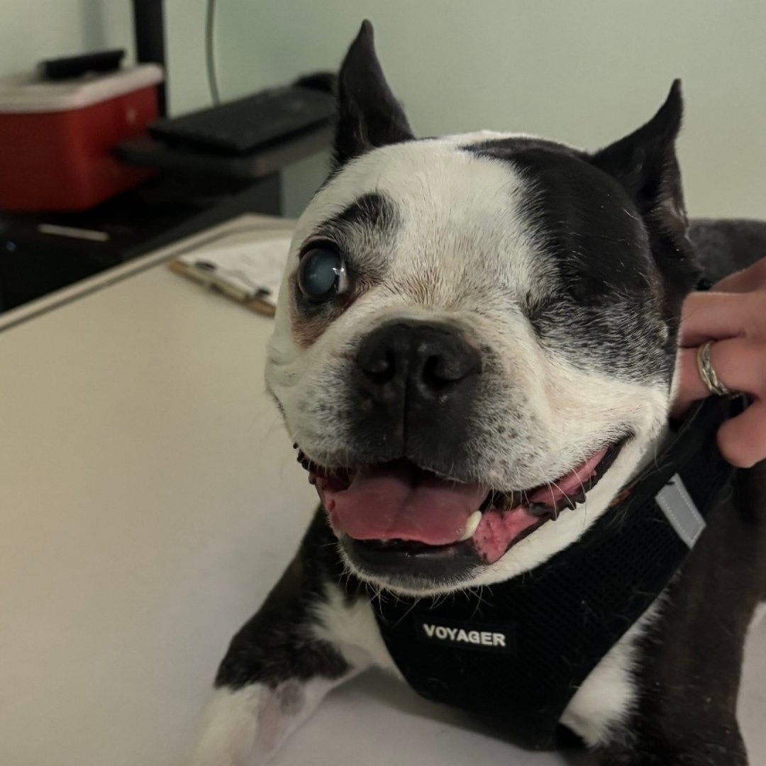 Puppy having a Eye Enucleation