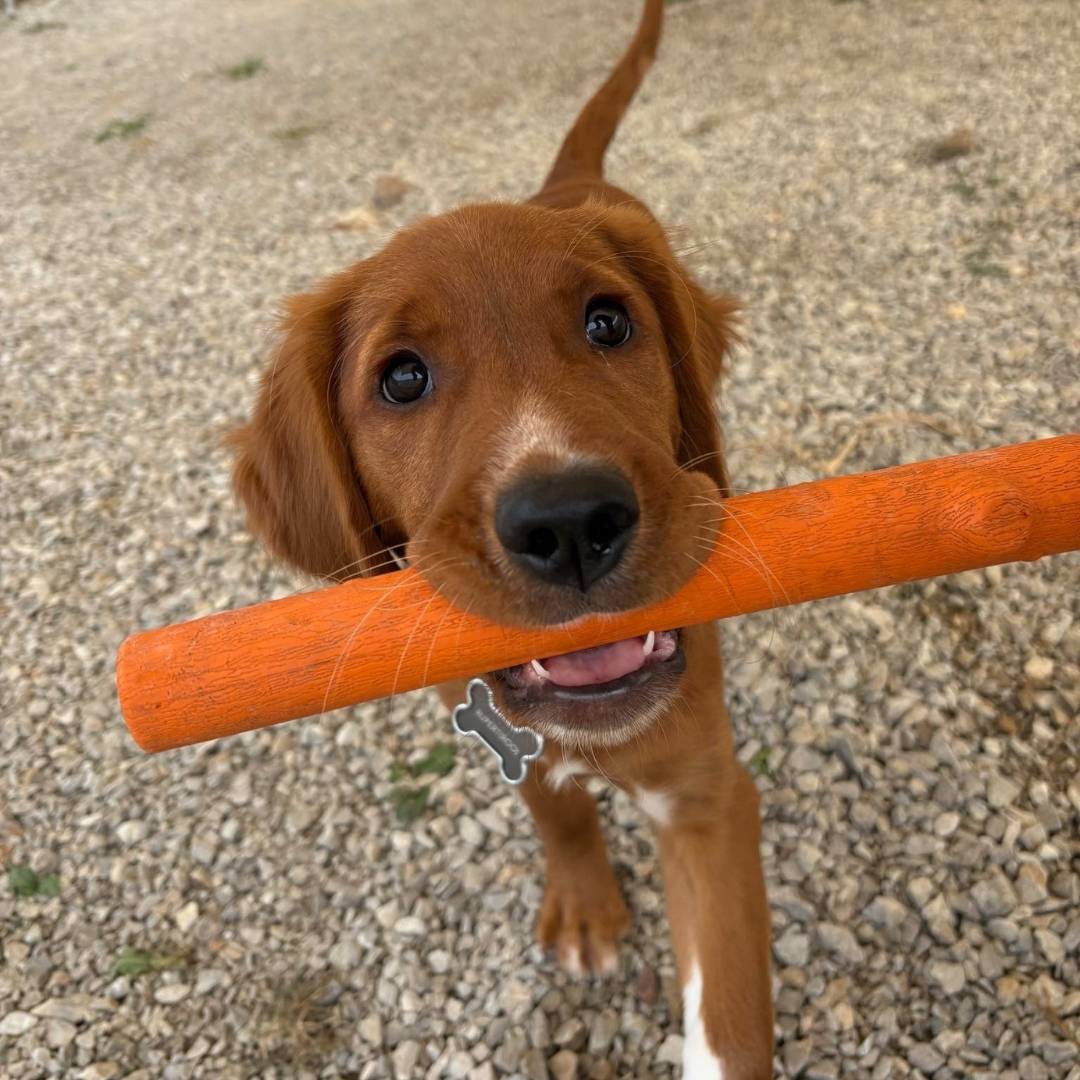 Puppy playing fetch