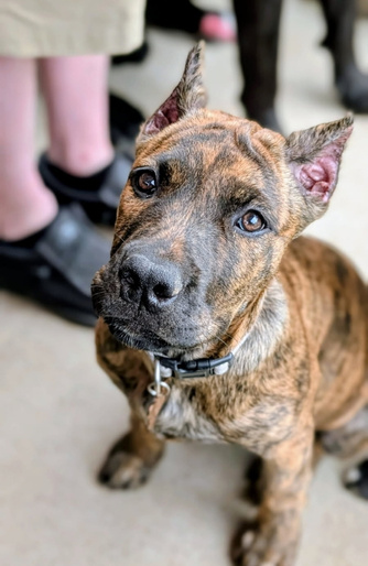 Puppy sitting and looking at the camera