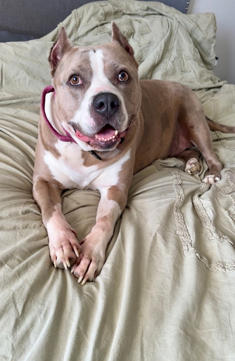 Puppy sitting on the bed looking