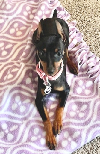 Puppy sitting on the blanket