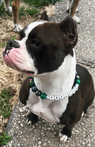 Puppy sitting on the path