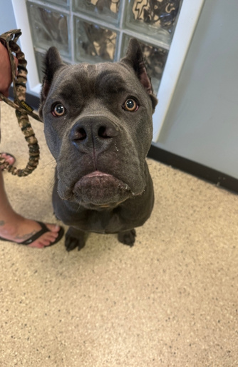 Puppy Sitting and looking at the camera