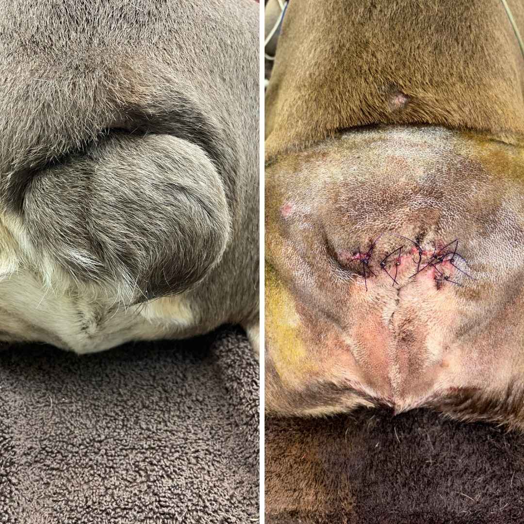 Screw Tail (Tail Amputation) Surgery