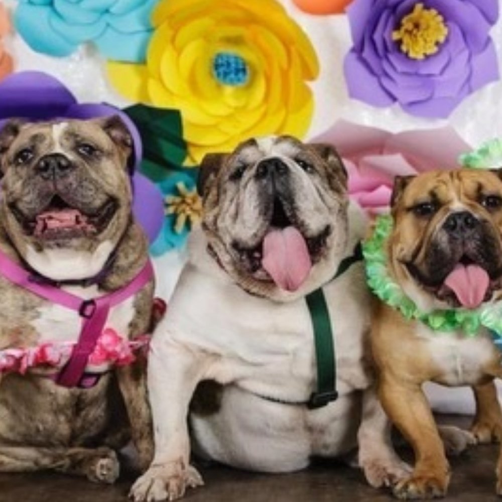 Three-puppies-posing-for-the-camera