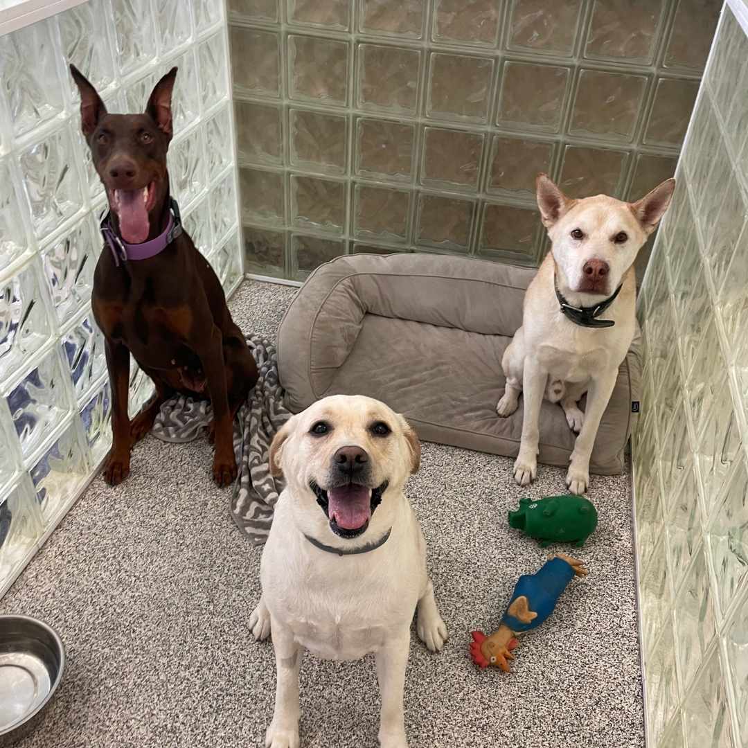 Three puppies sitting together