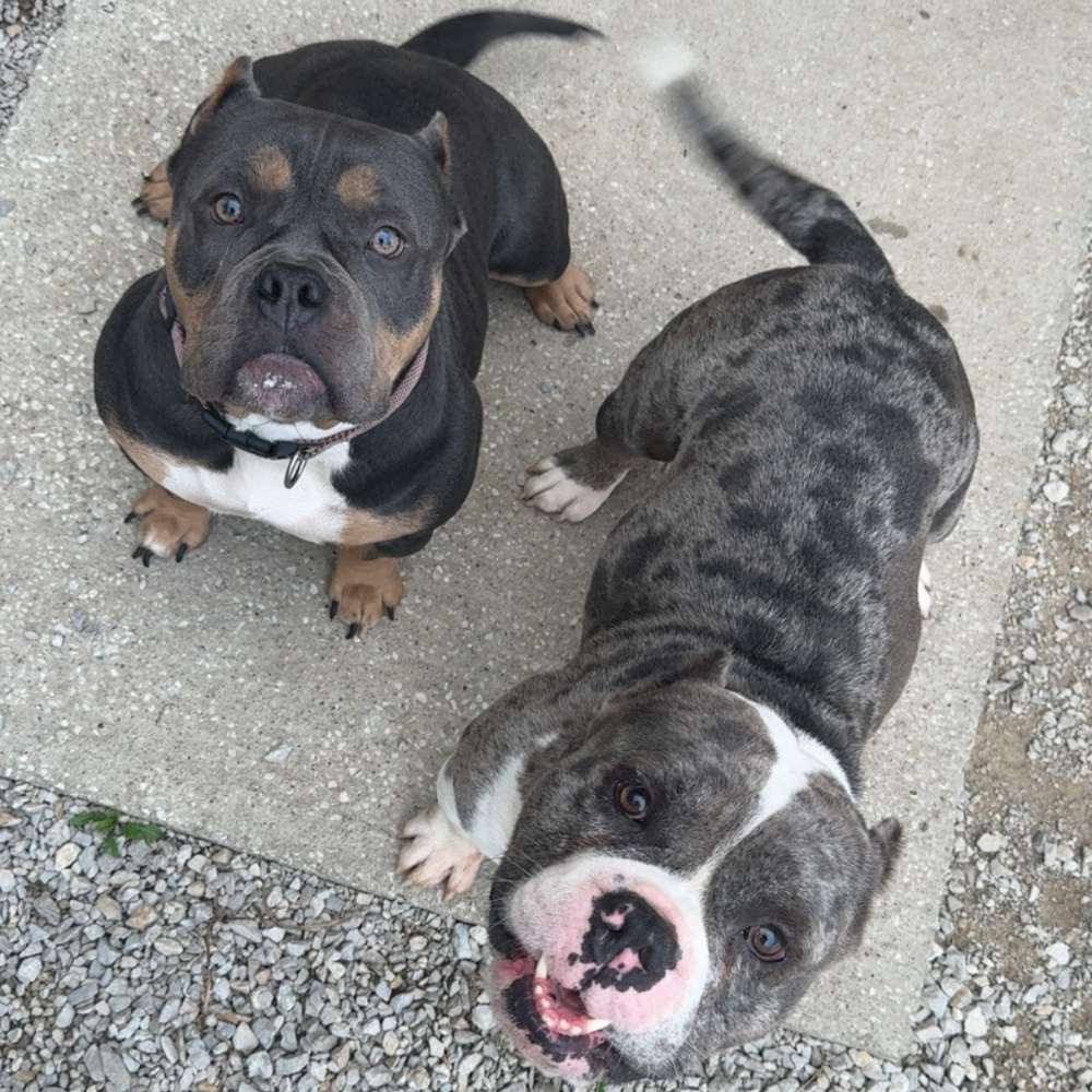 Two puppies sitting together