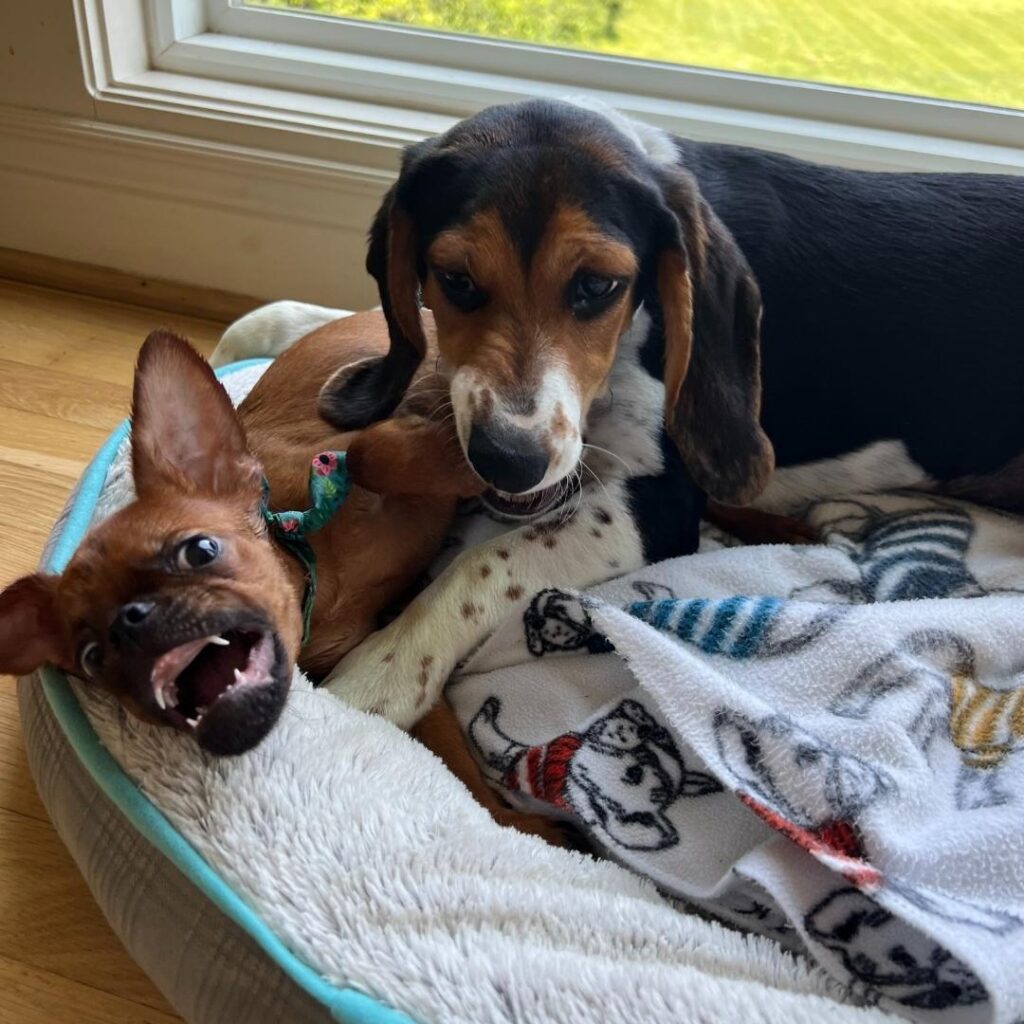 Two puppies sleeping together