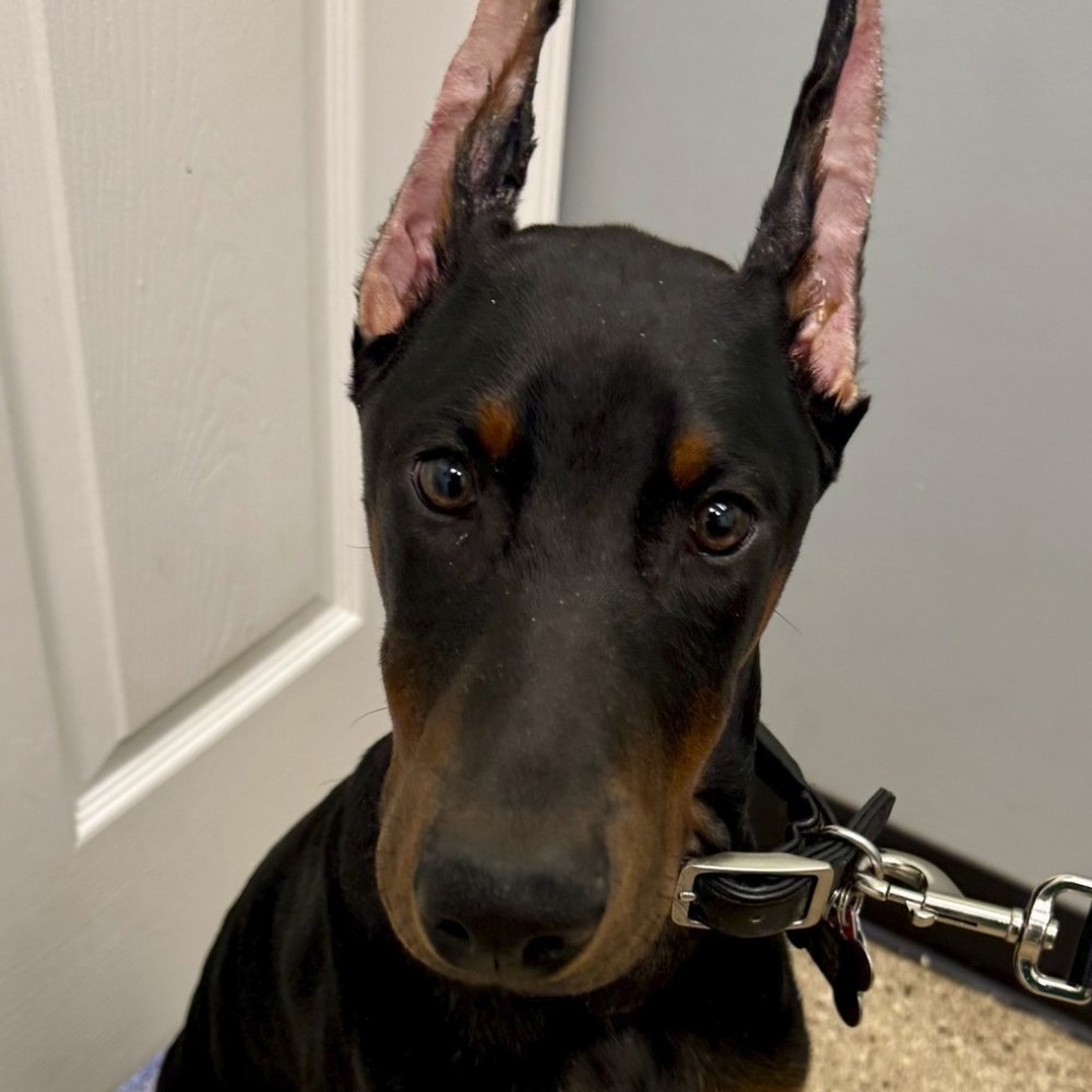 puppy sitting infront of the door