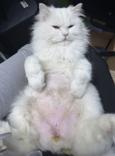 Cute-cat-sleeping-on-a-sofa