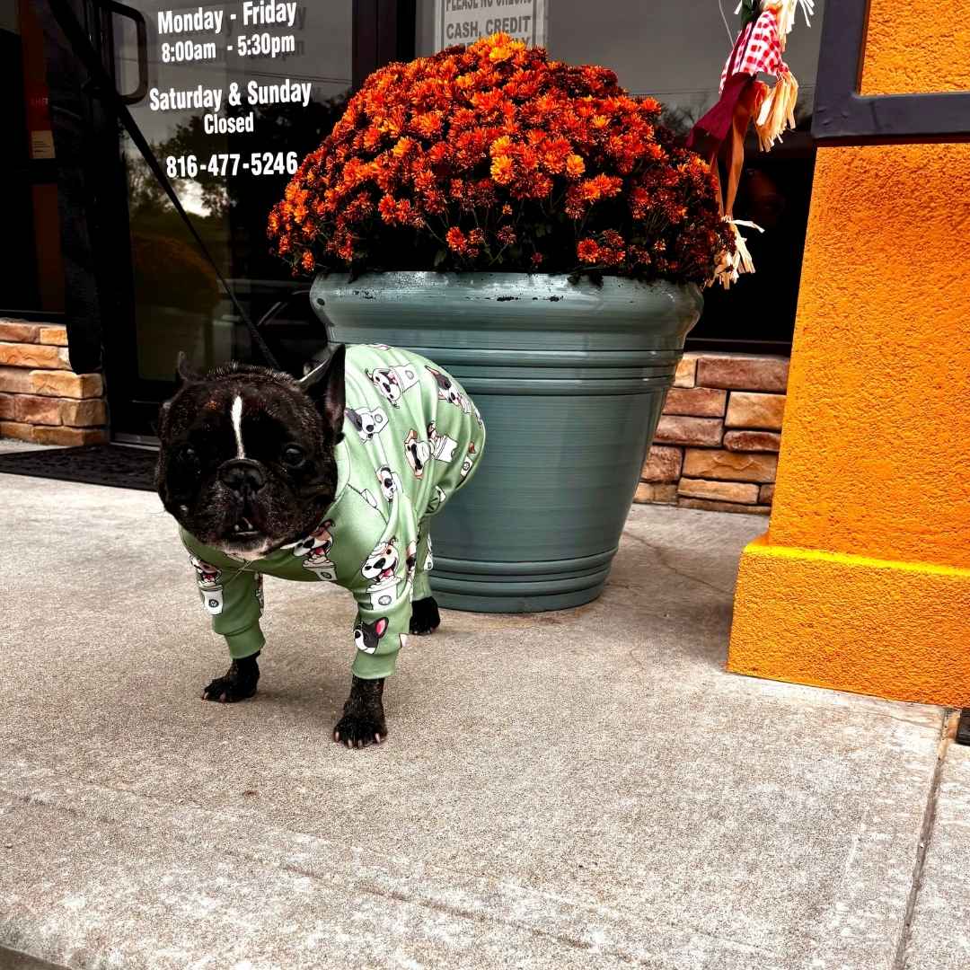 Puppy standing infront of a flower -vass