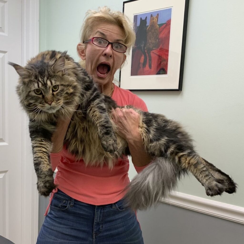Staff standing with a huge cat on her lap